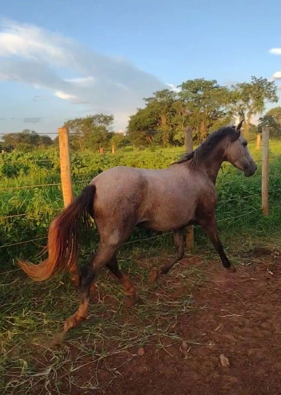 Potra mangalarga  - Foto 4