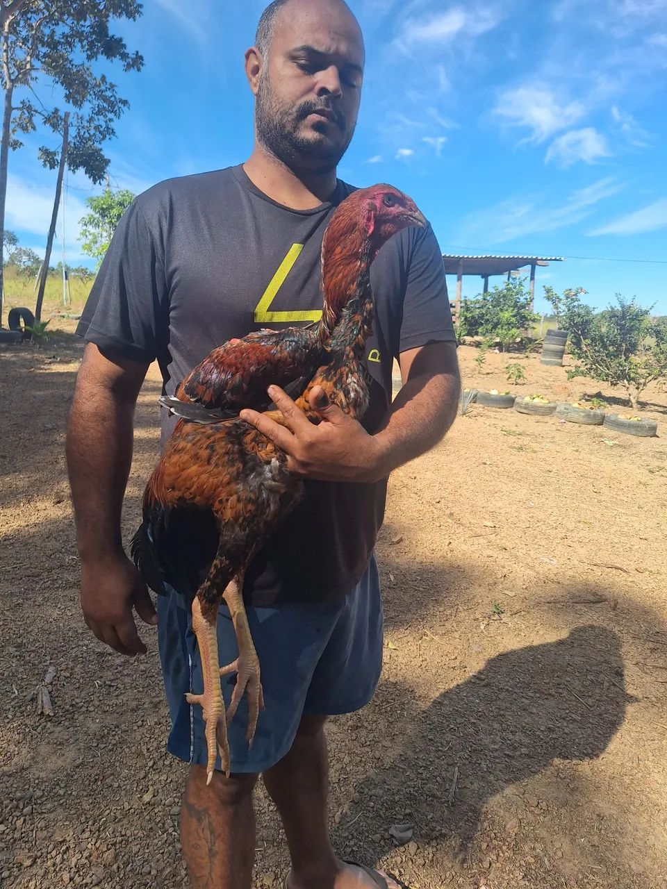 Frango indio gigante  - Foto 5