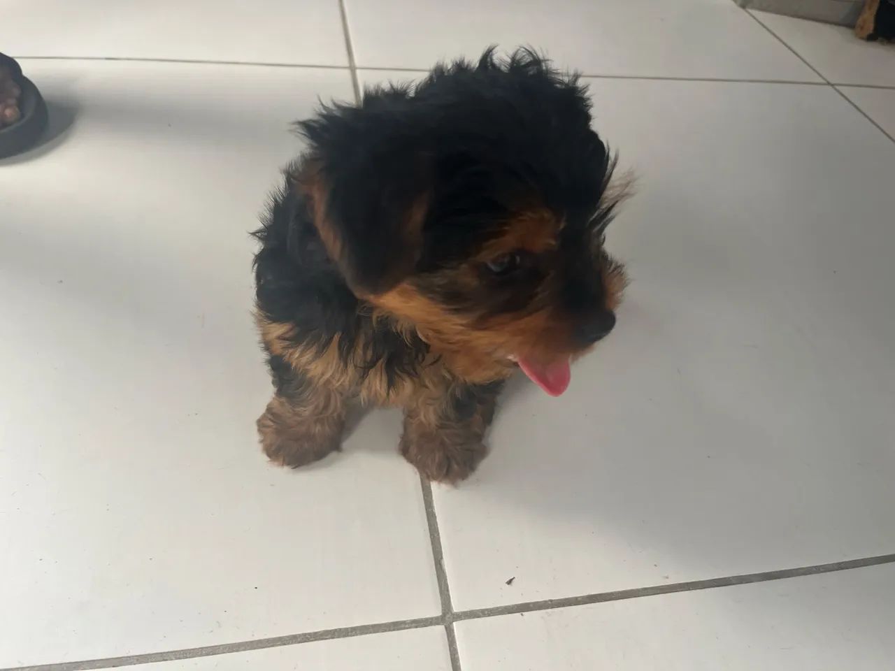 Filhote de yorkshire  - Foto 4