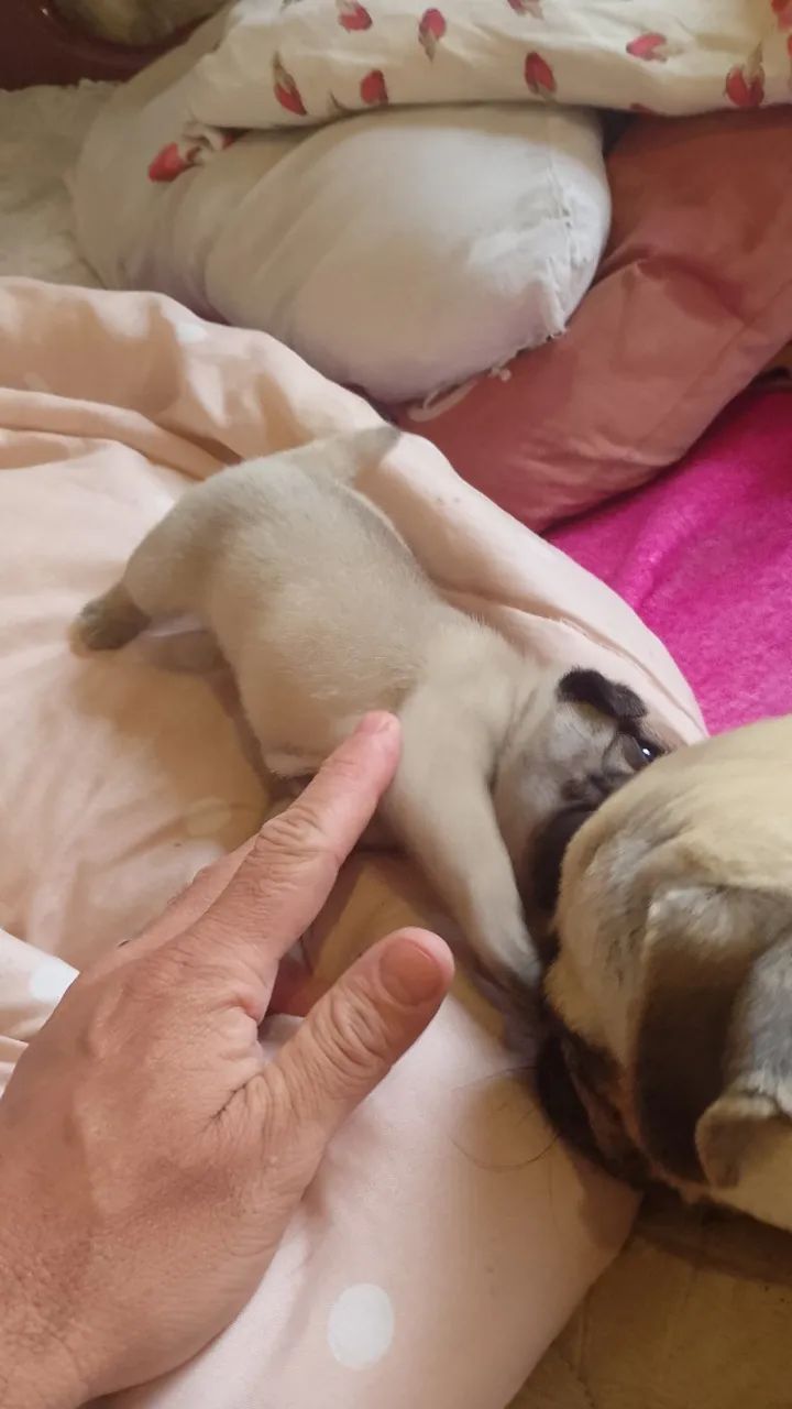 Filhote pug abricó  - Foto 4