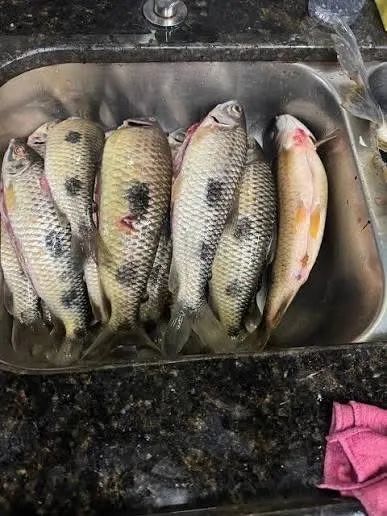 Vende se piau 3 pintas