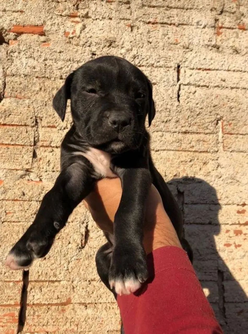 Pitbull Filhote  - Foto 3