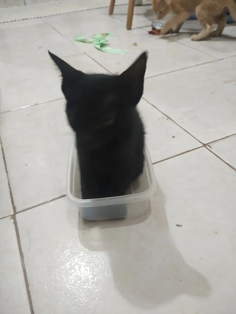 Gatinhos para adoção 