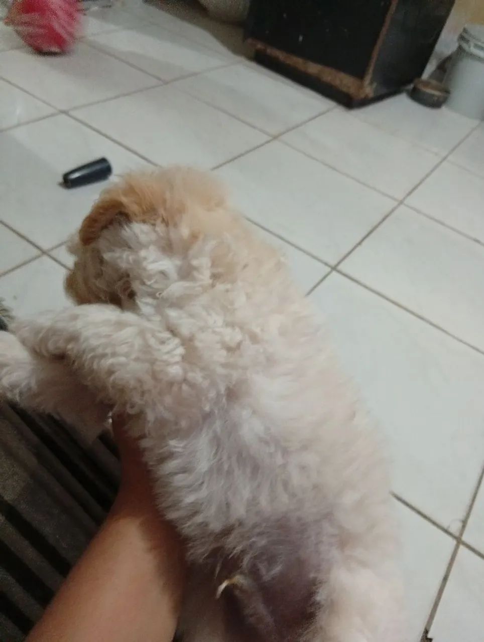 Poodle  - Foto 3