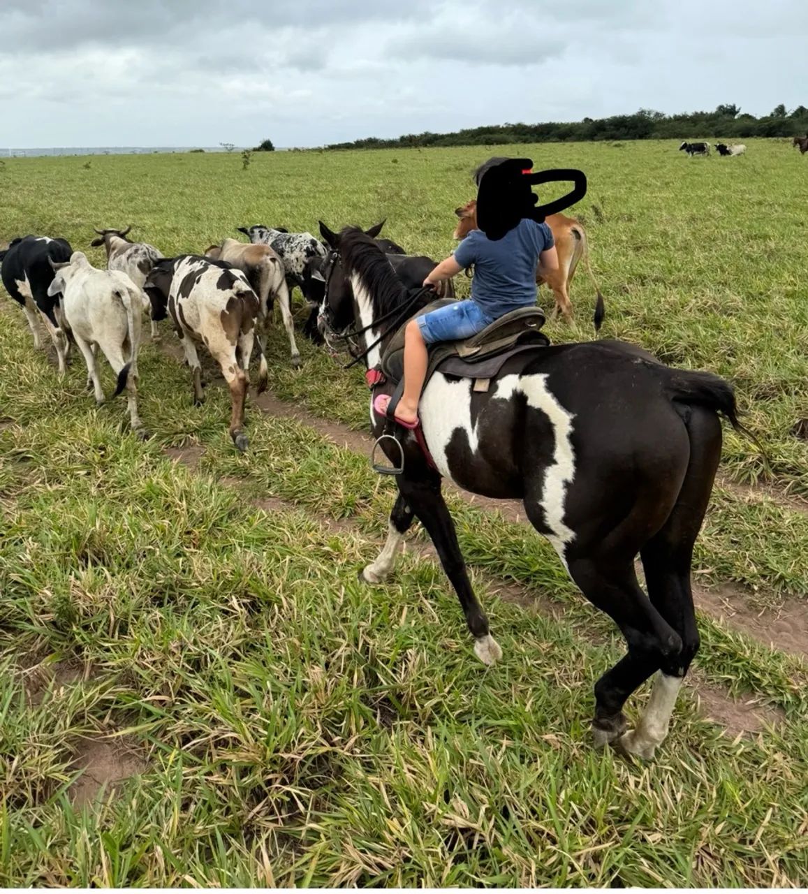 Cavalo de direita - Foto 2
