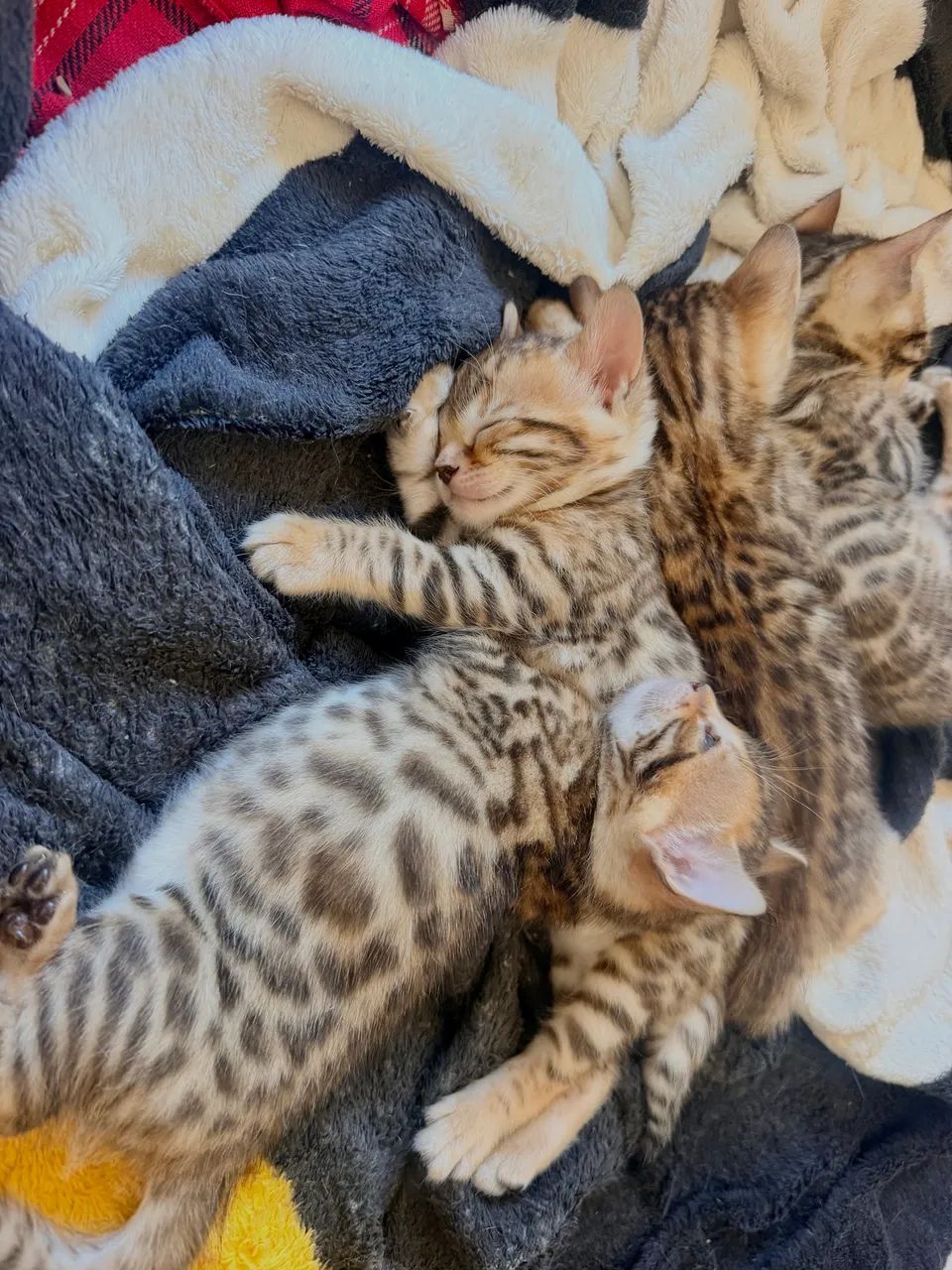 Filhotes Bengal  - Foto 5