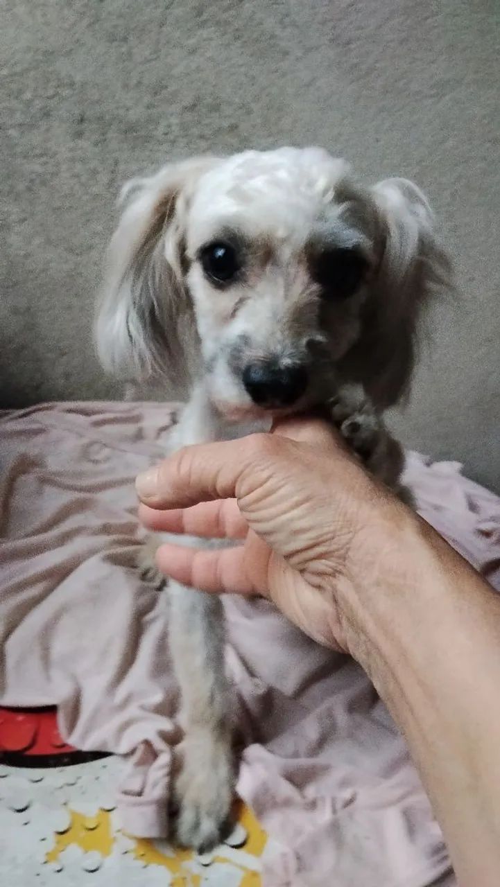 Poodle doação  - Foto 2