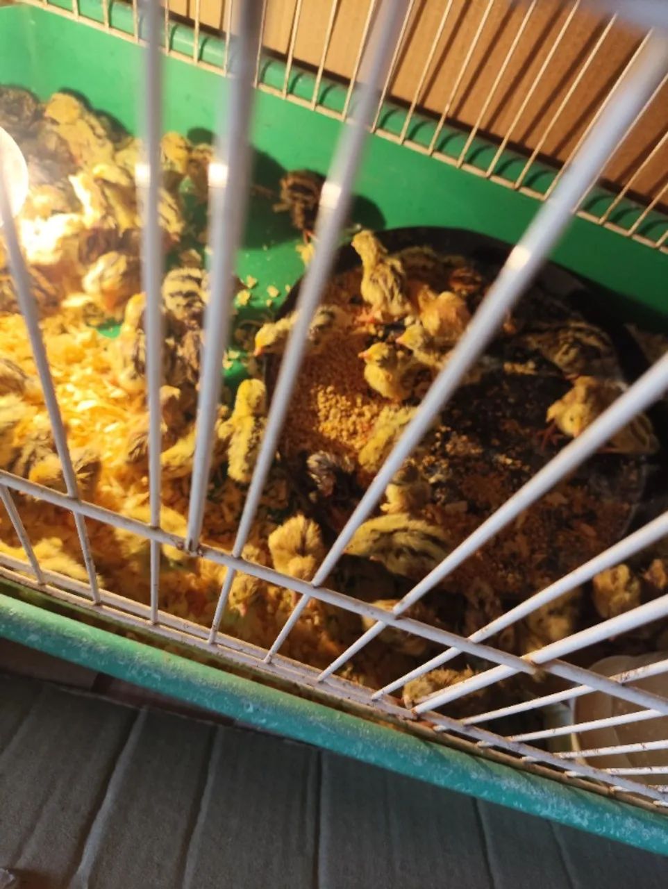 Codorna gigante e chinesa 12 reais a unidade 