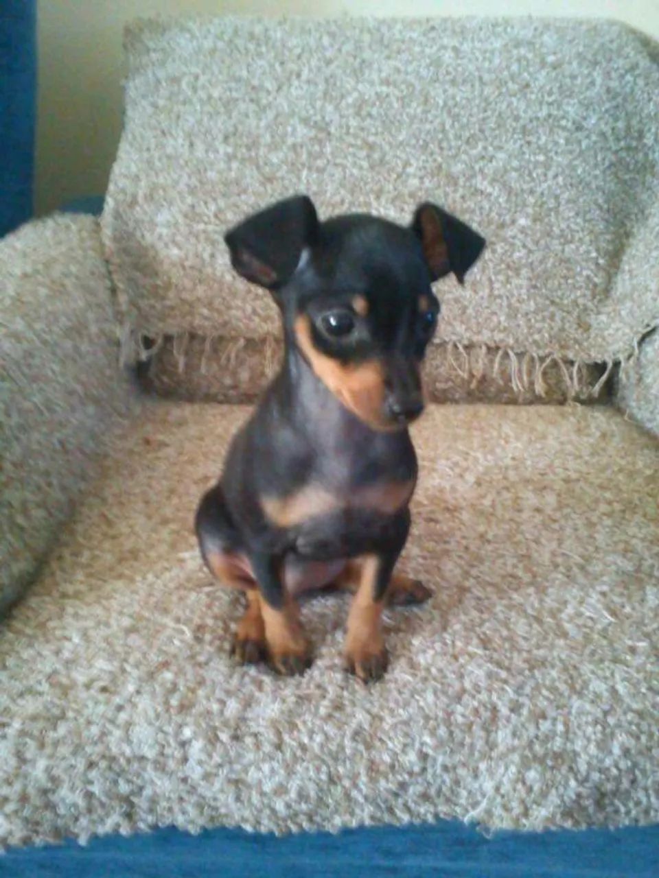 Baby Pinscher/Pincher com contrato e garantia de saúde profissional dócil
