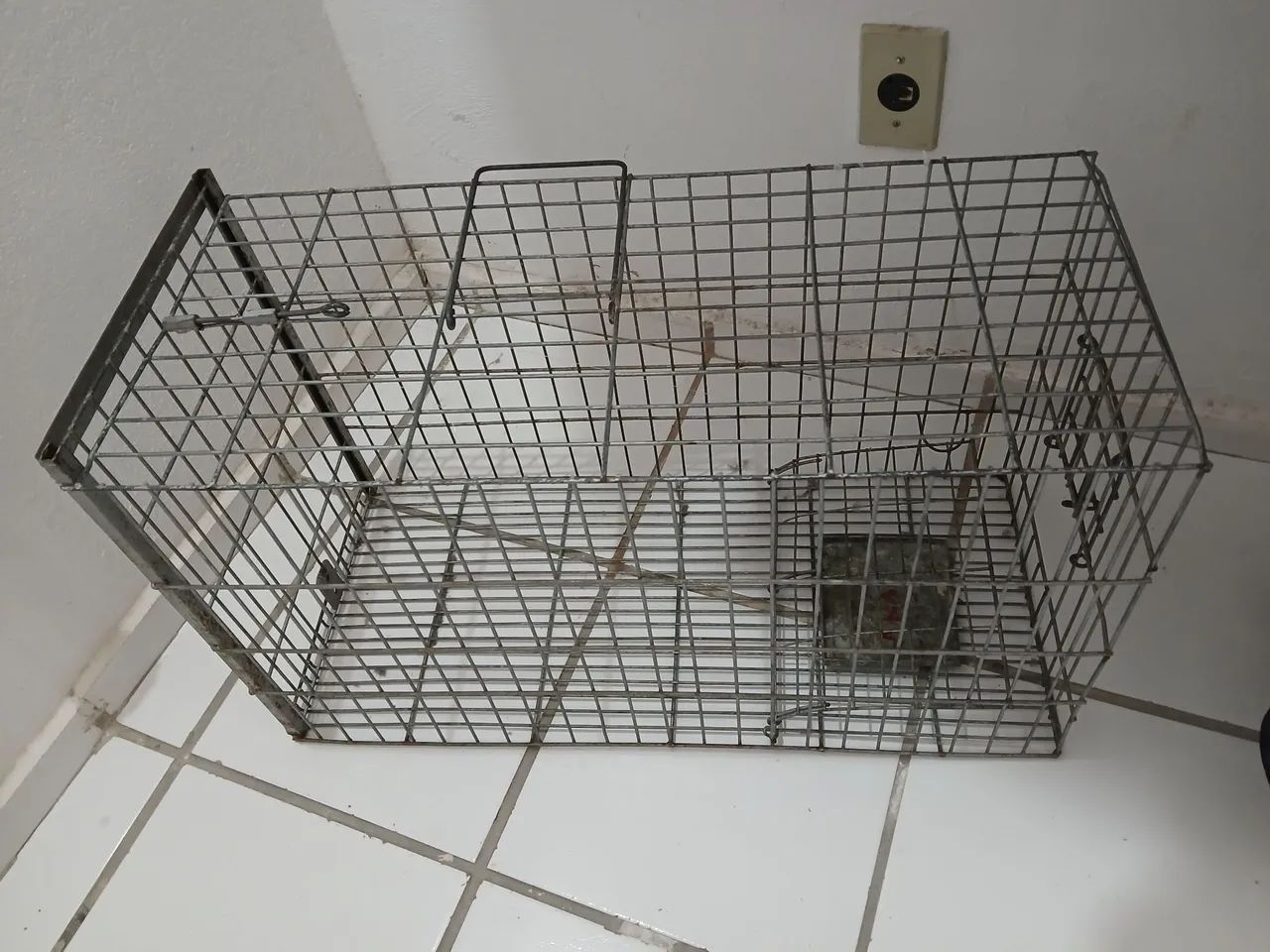 Gatoeira