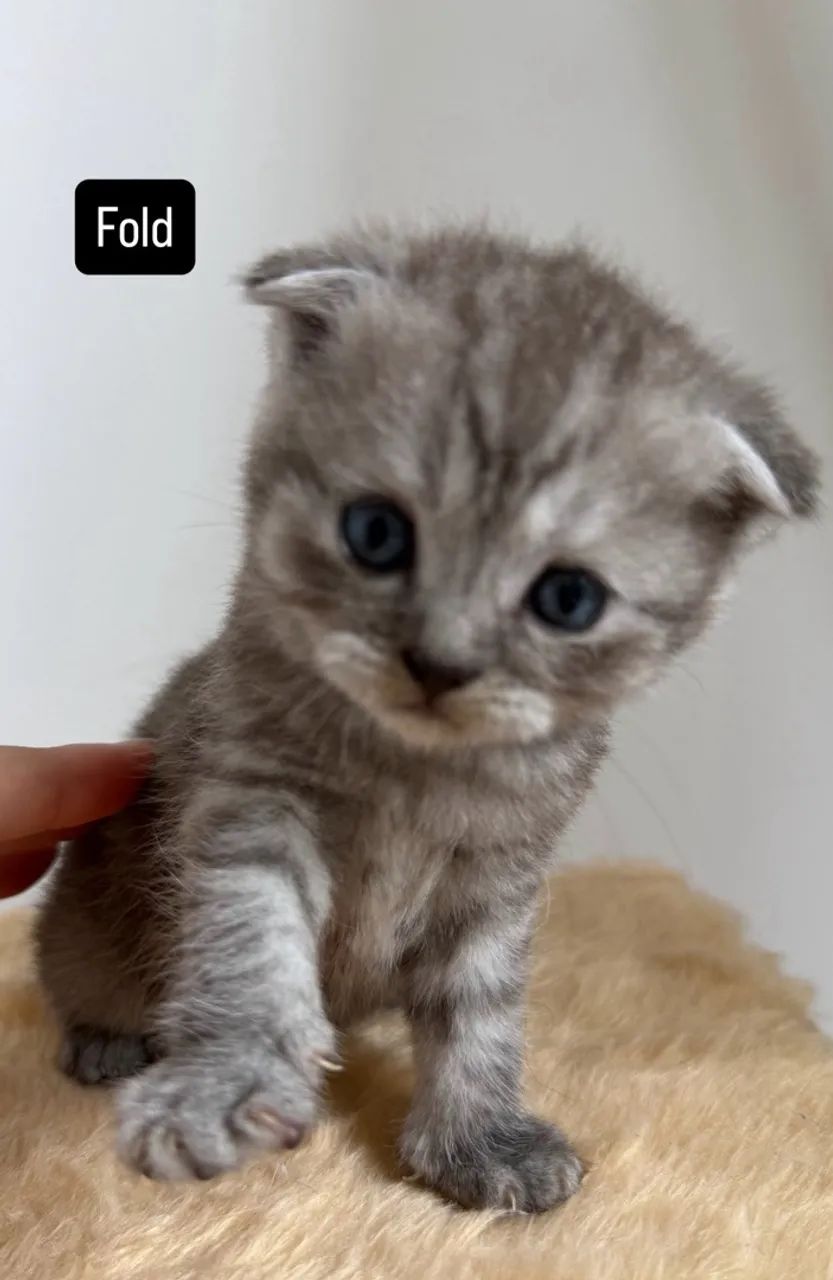 Gatos Scotish Fold e Straight - Foto 3