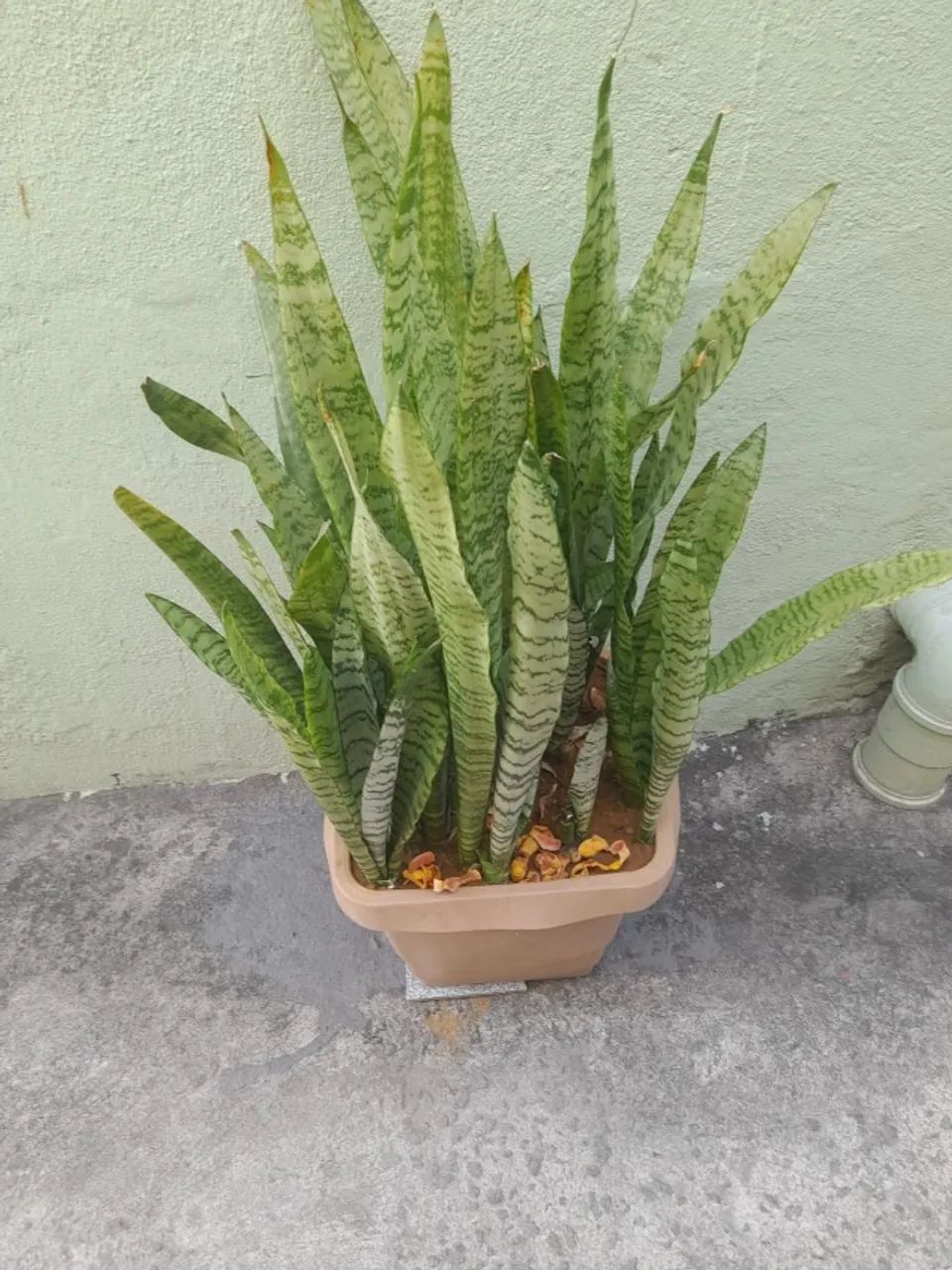 Planta Espada de São Jorge - Foto 3