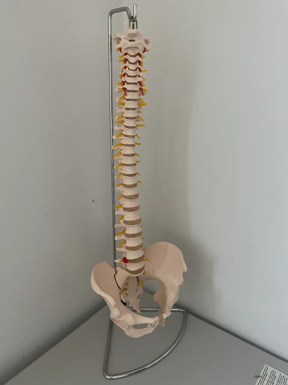 Manequim anatômico coluna vertebral 