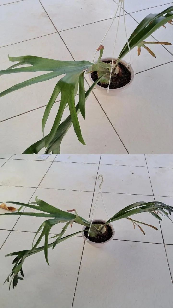 Planta  - Foto 2