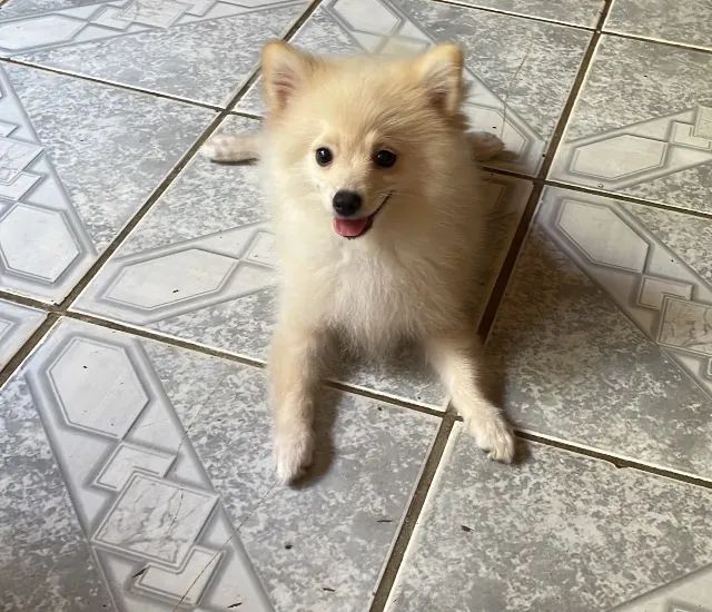 Cachorro Splitz alemão - Foto 2