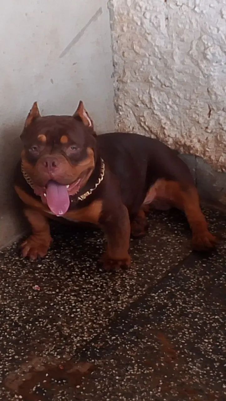 Bullys nano 