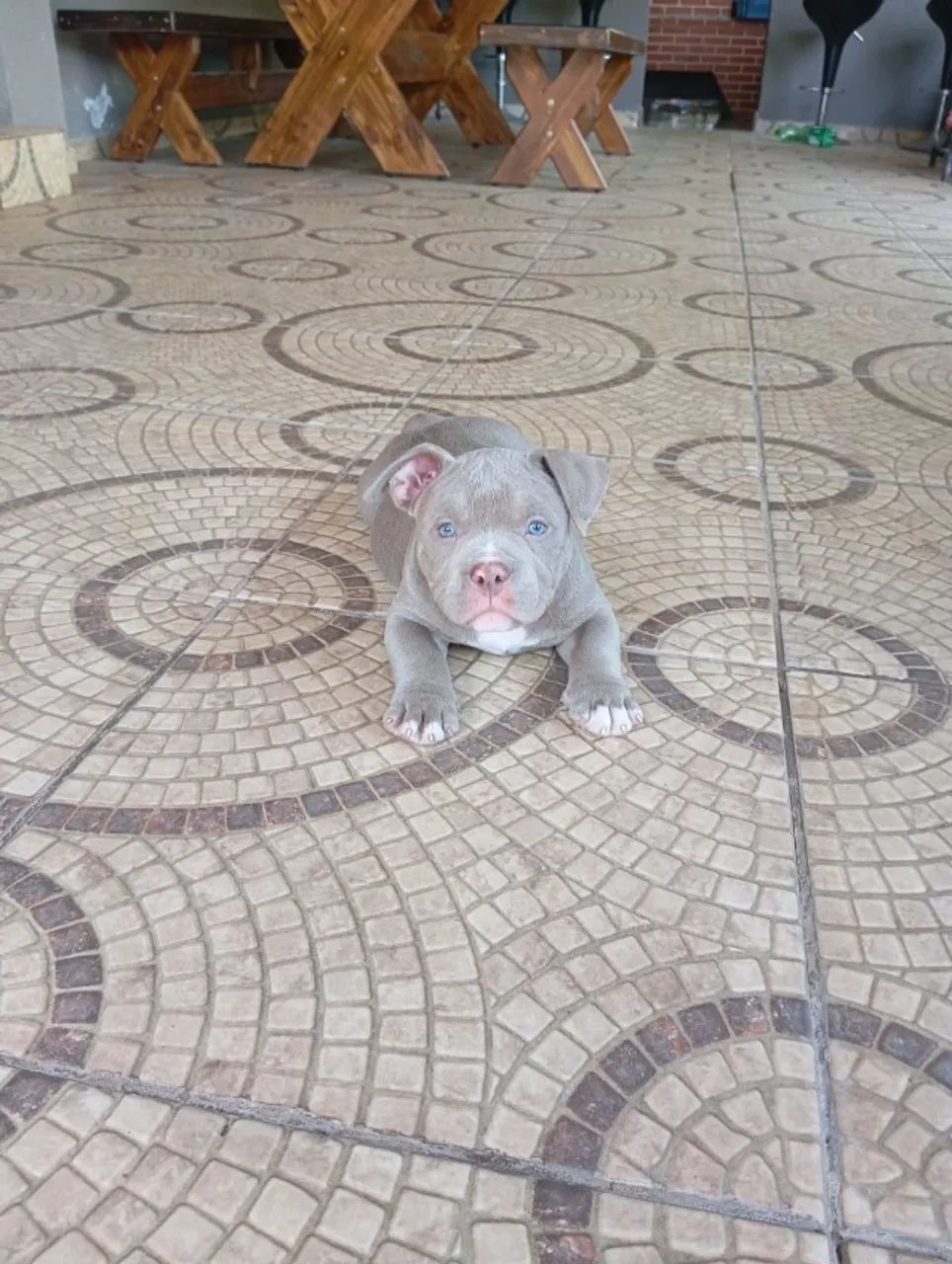 Filhote American Bully - 2 meses ? - Foto 2