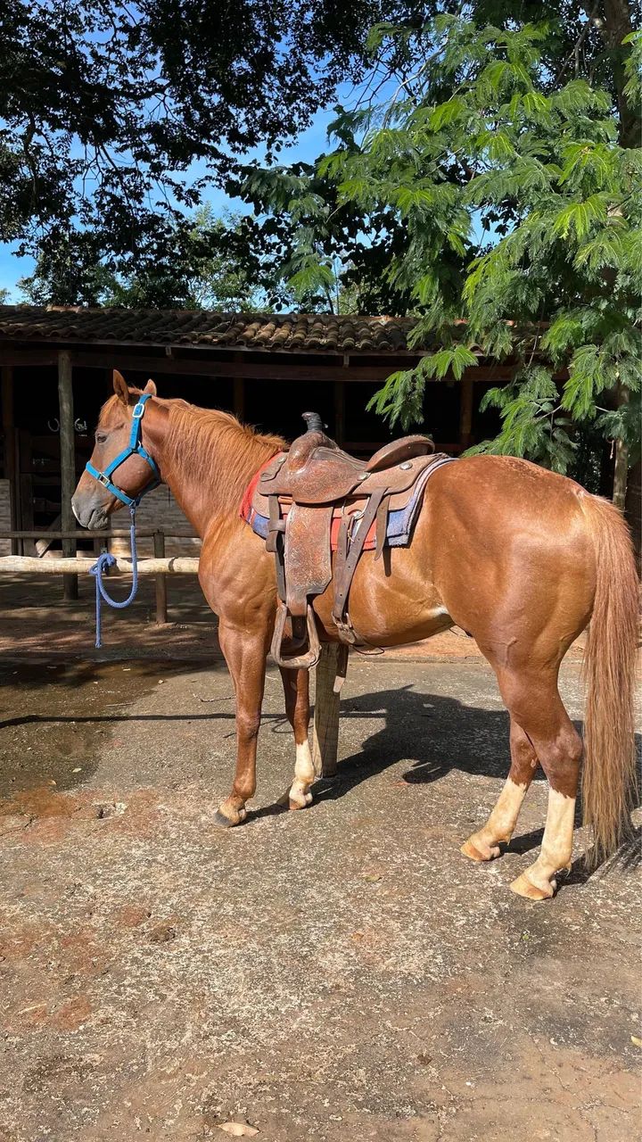 Cavalo  - Foto 3
