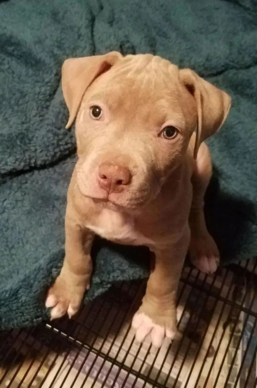 Pit Bull filhote - Foto 2