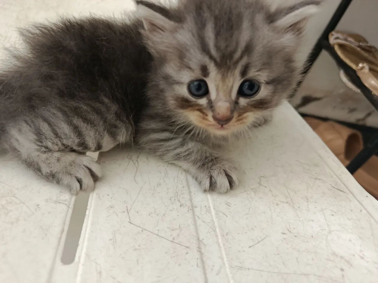 Gatos persa - Foto 3