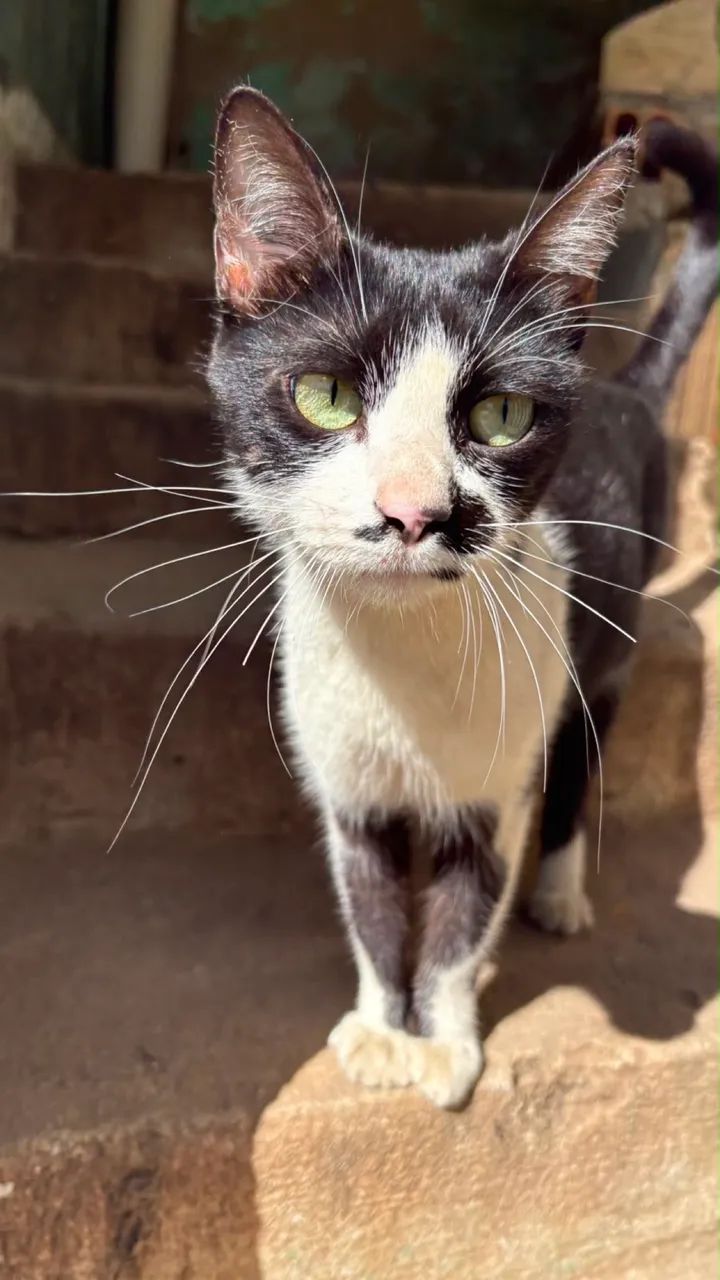 Doação gato - Foto 3