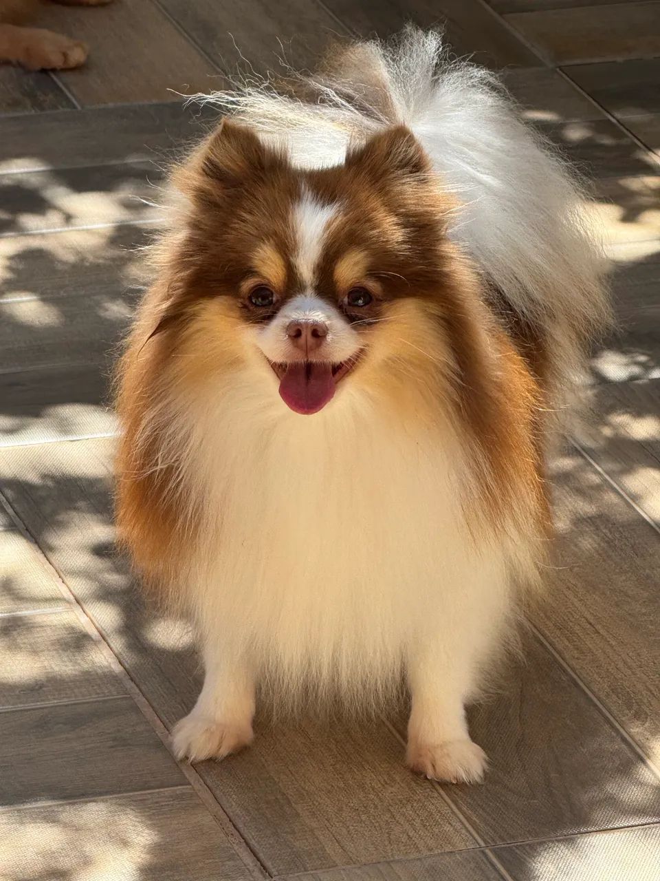 Spitz Alemão Macho - Foto 3