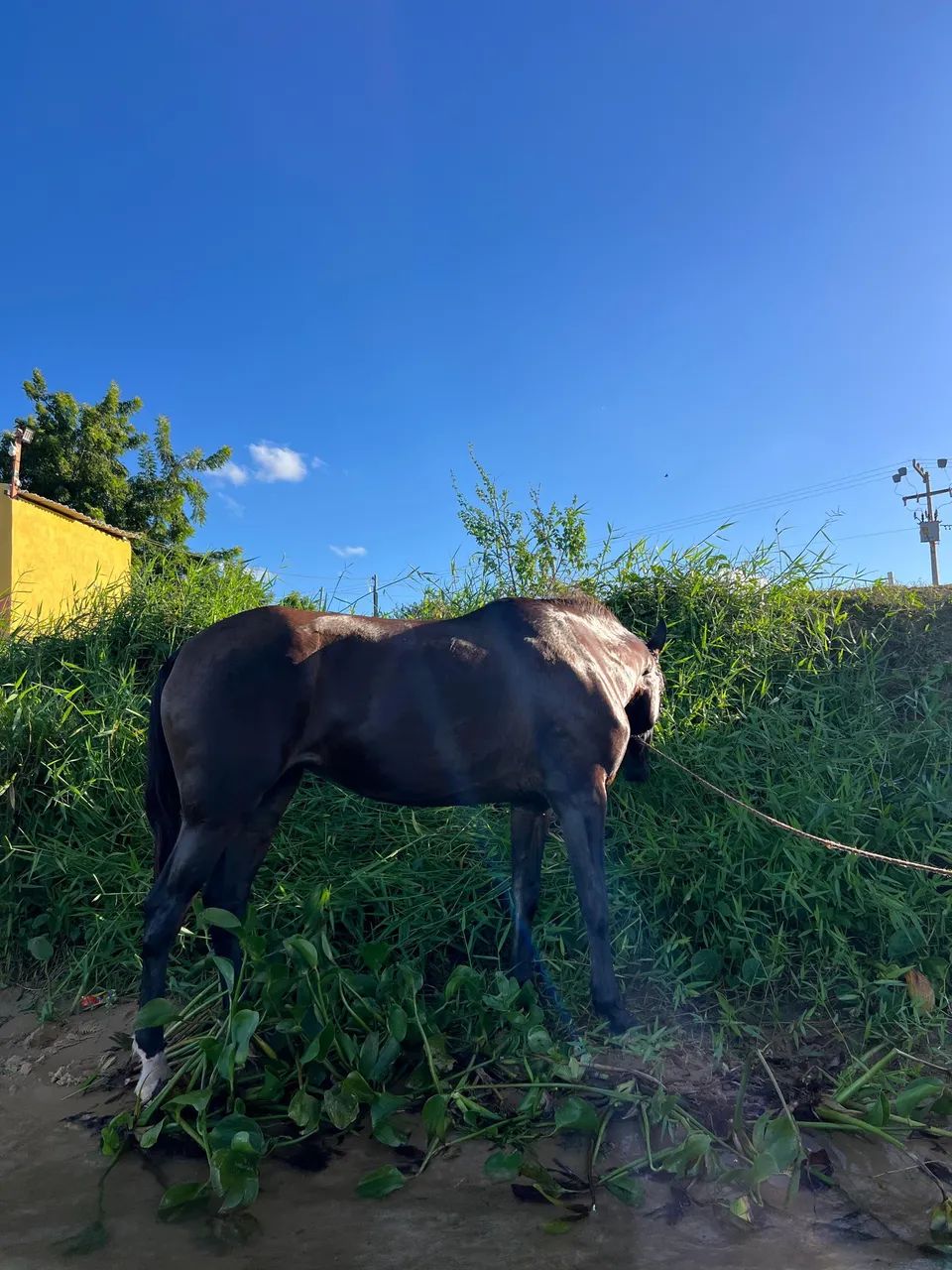 Égua para negócio  - Foto 4
