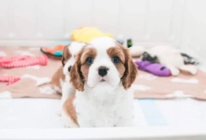 Cavalier King de Origem Comprovada