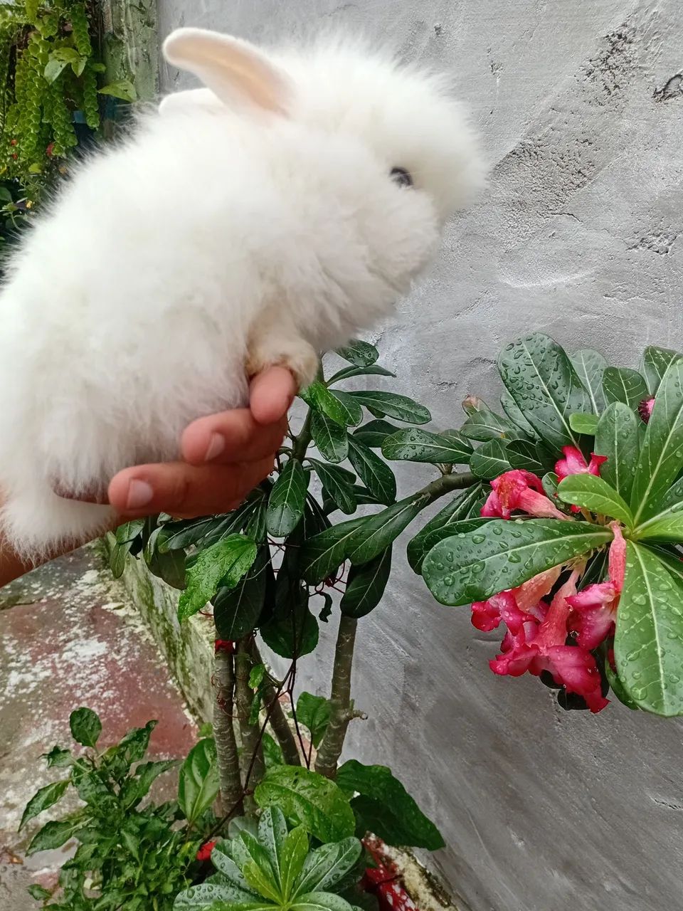 Coelho mini  - Foto 2
