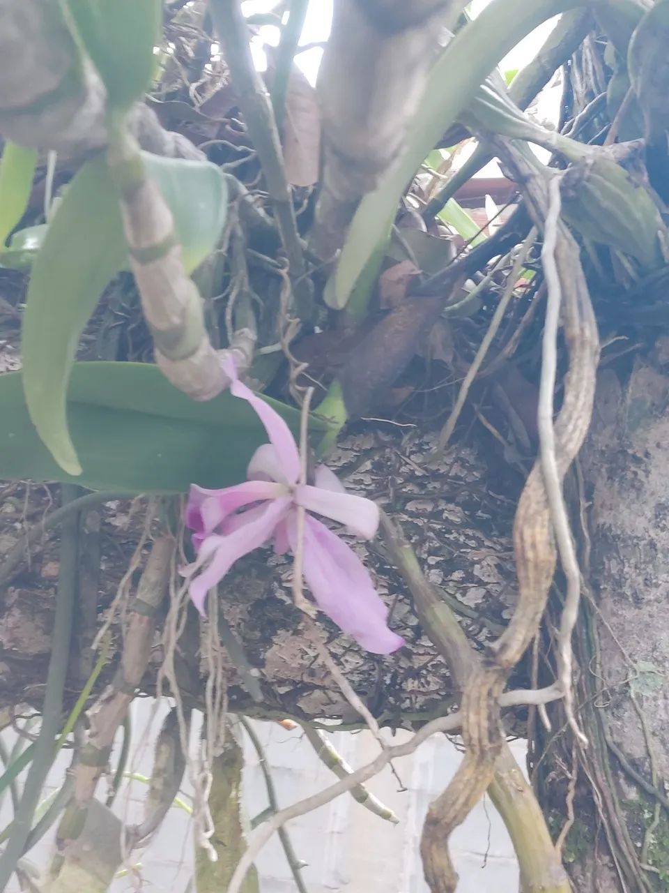 Orquídeas 