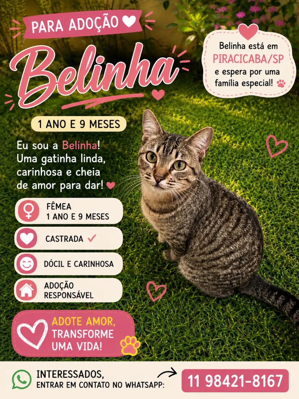Adoção gata