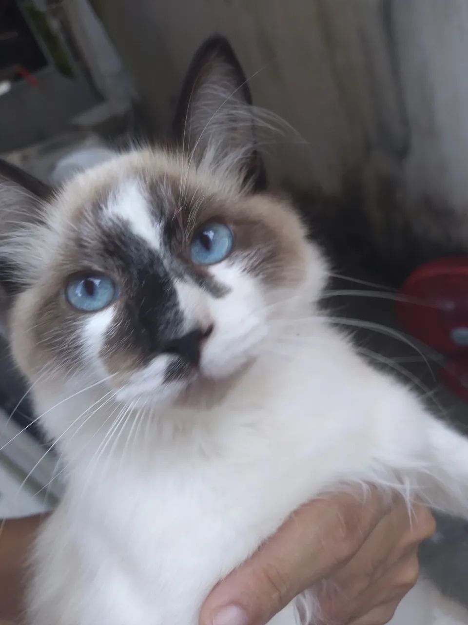 Gato