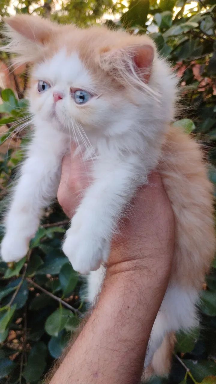 Filhotes de persa  - Foto 6