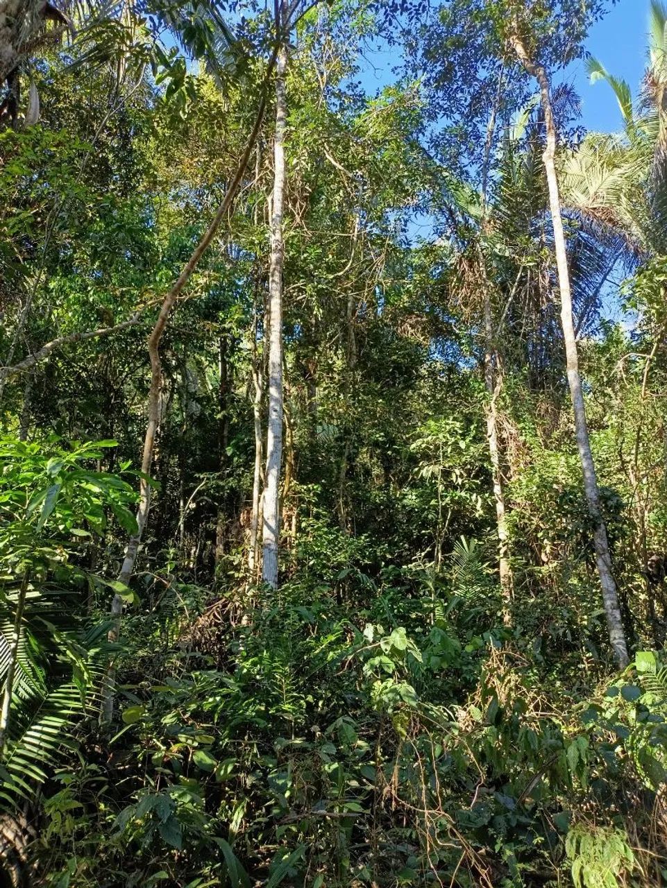 Chácara em taquaruçu  - Foto 2