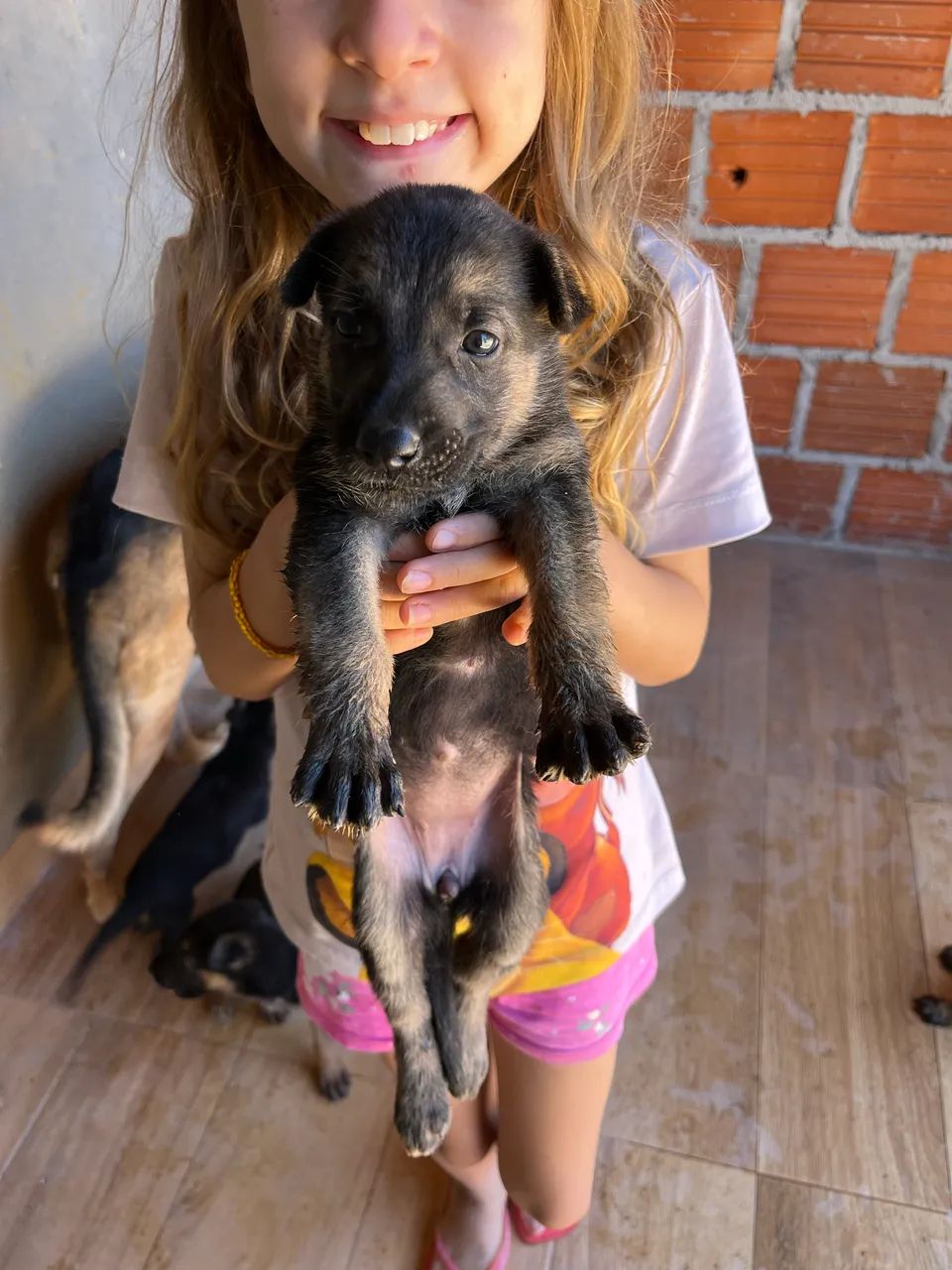 Vende -se cachorro  - Foto 4