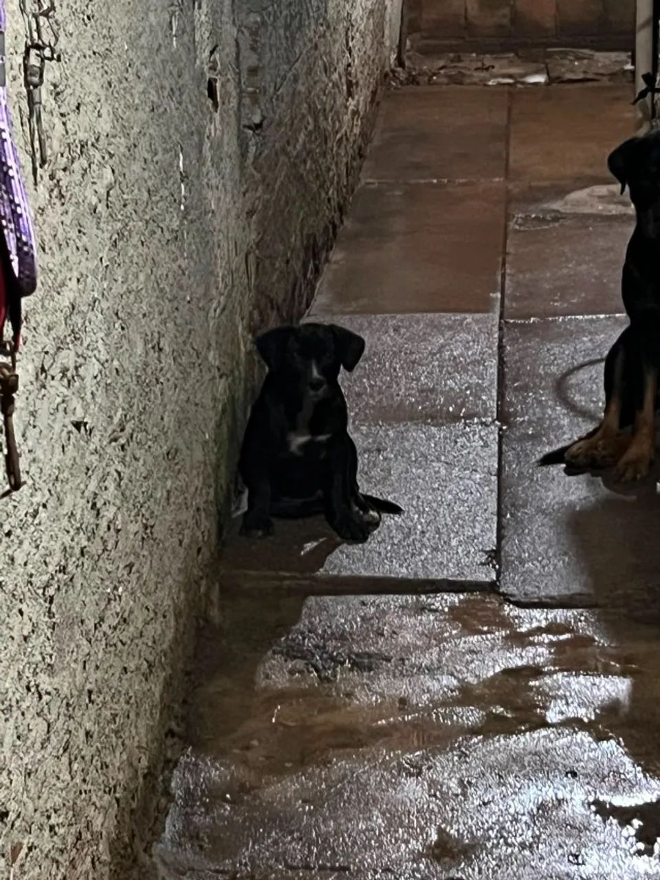 Cachorro - Foto 3