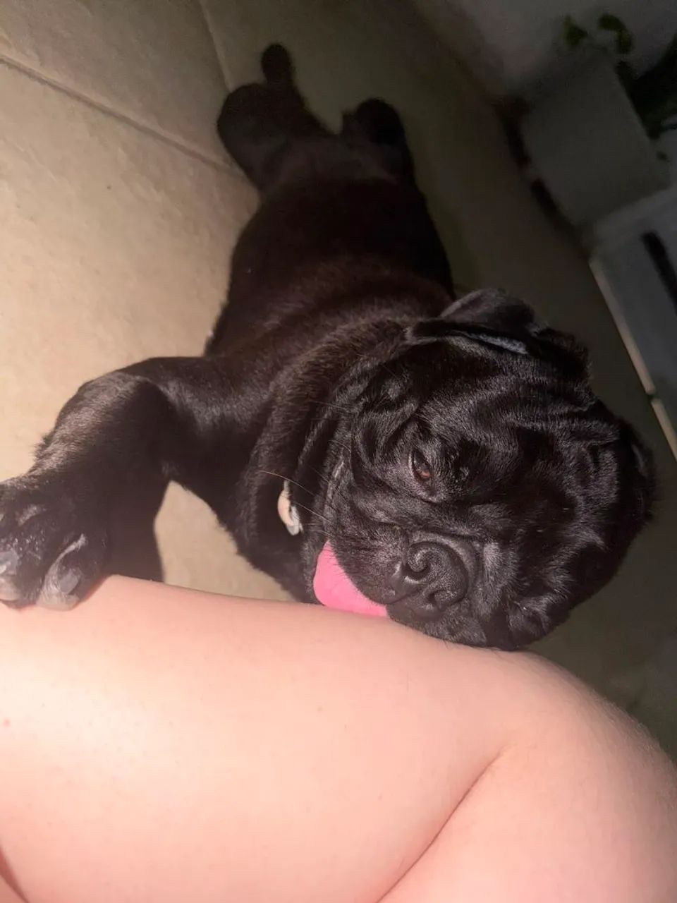 Pug Procurando uma namorada - Foto 4
