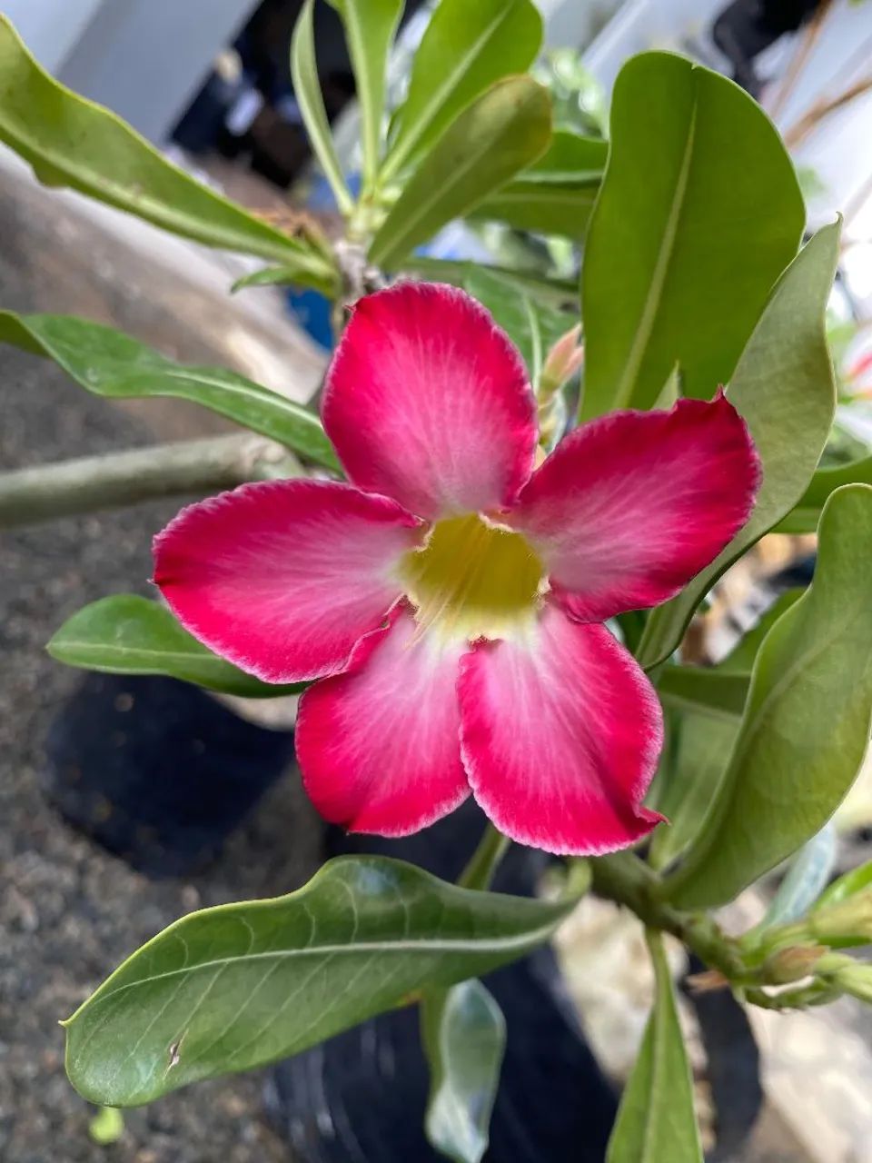 ROSA DO DESERTO GIGANTE  - Foto 2