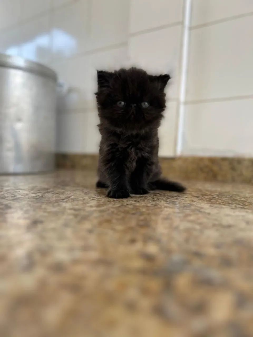 Gato Persa
