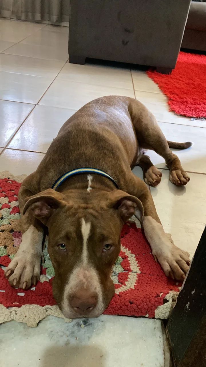 Vende se cachorro pitbull 