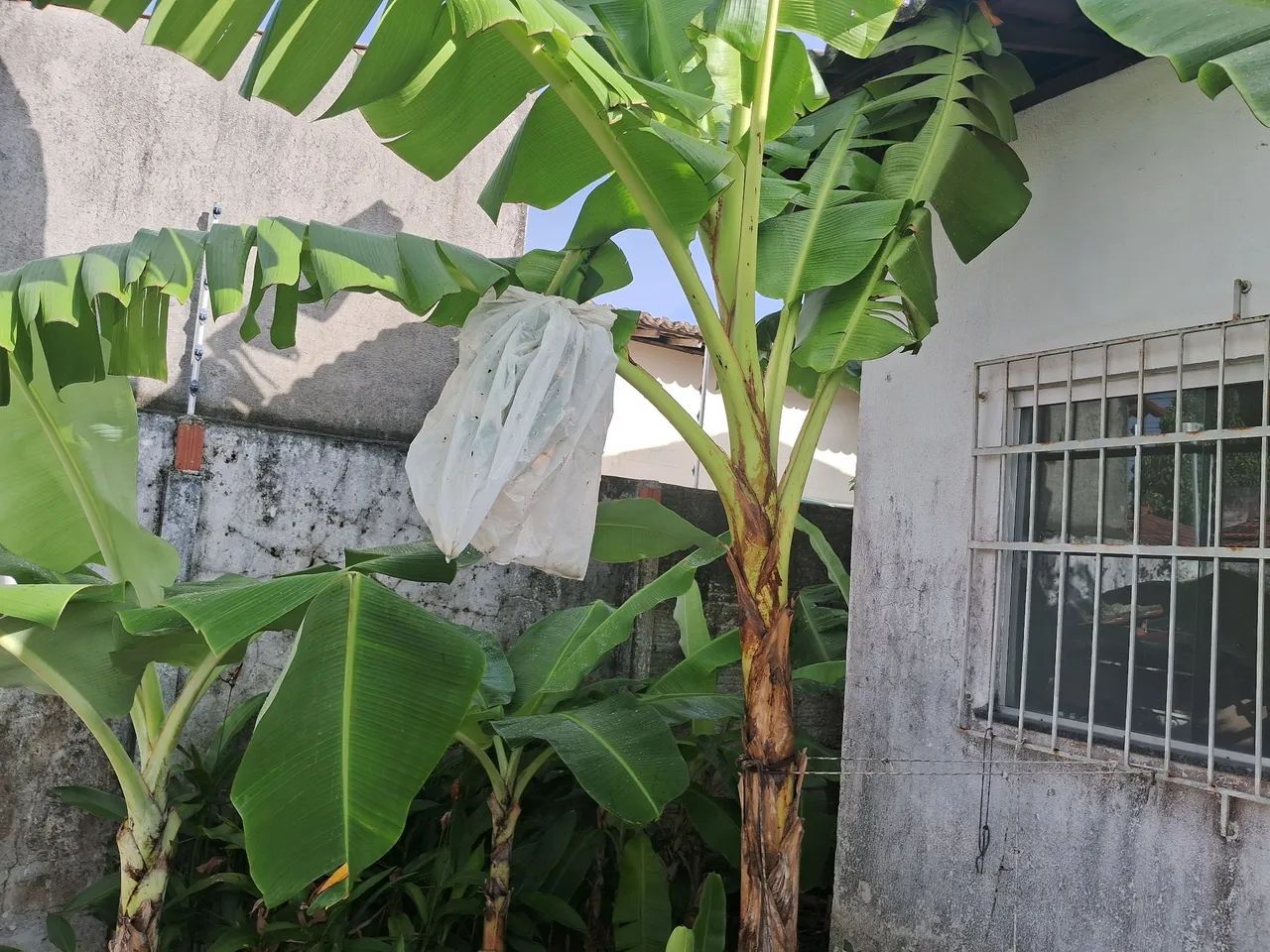 Mudas de banana prata e maçã (leite) Embrapa - R$20