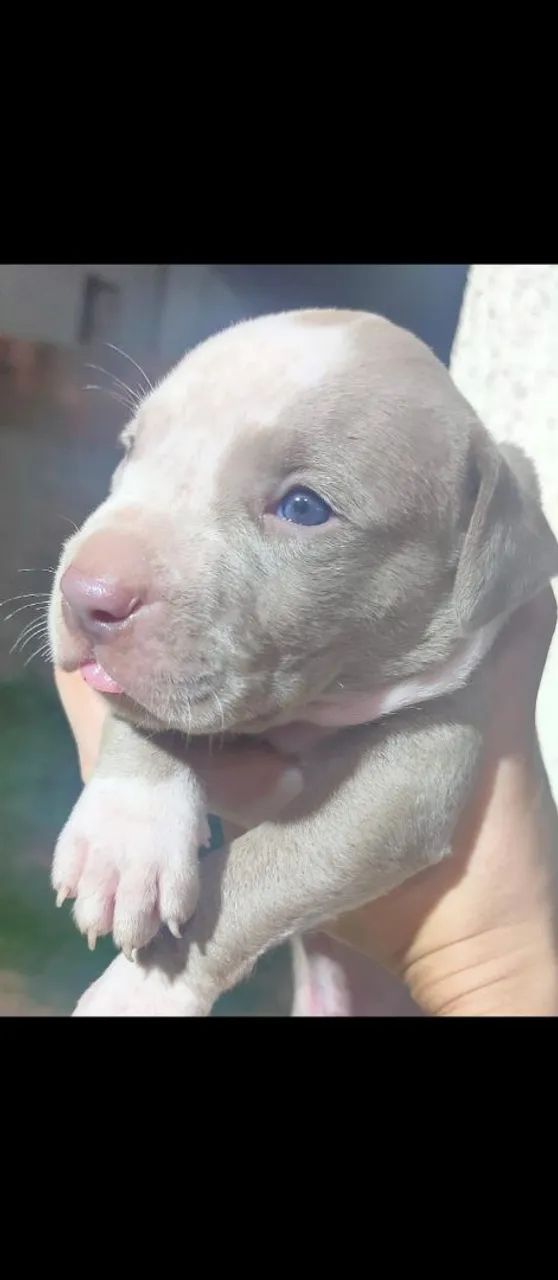Pitbull filhotes 