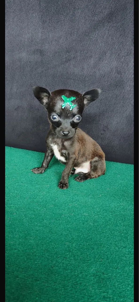 Pinsher com 50 dias vermifugado 