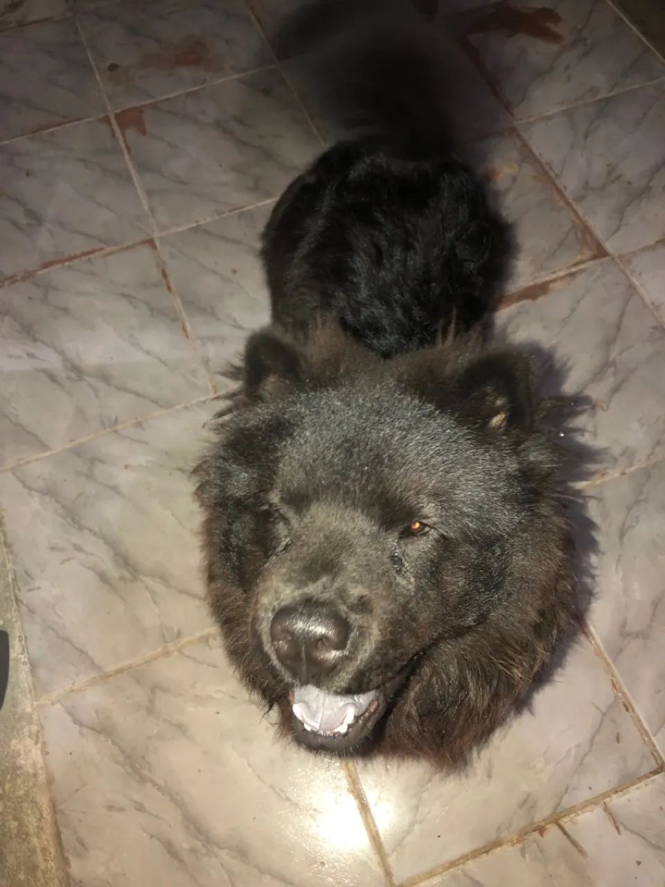 Chow chow