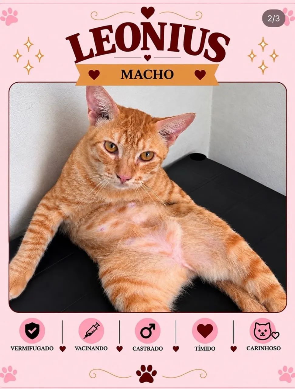 Gato para adoção  - Foto 2