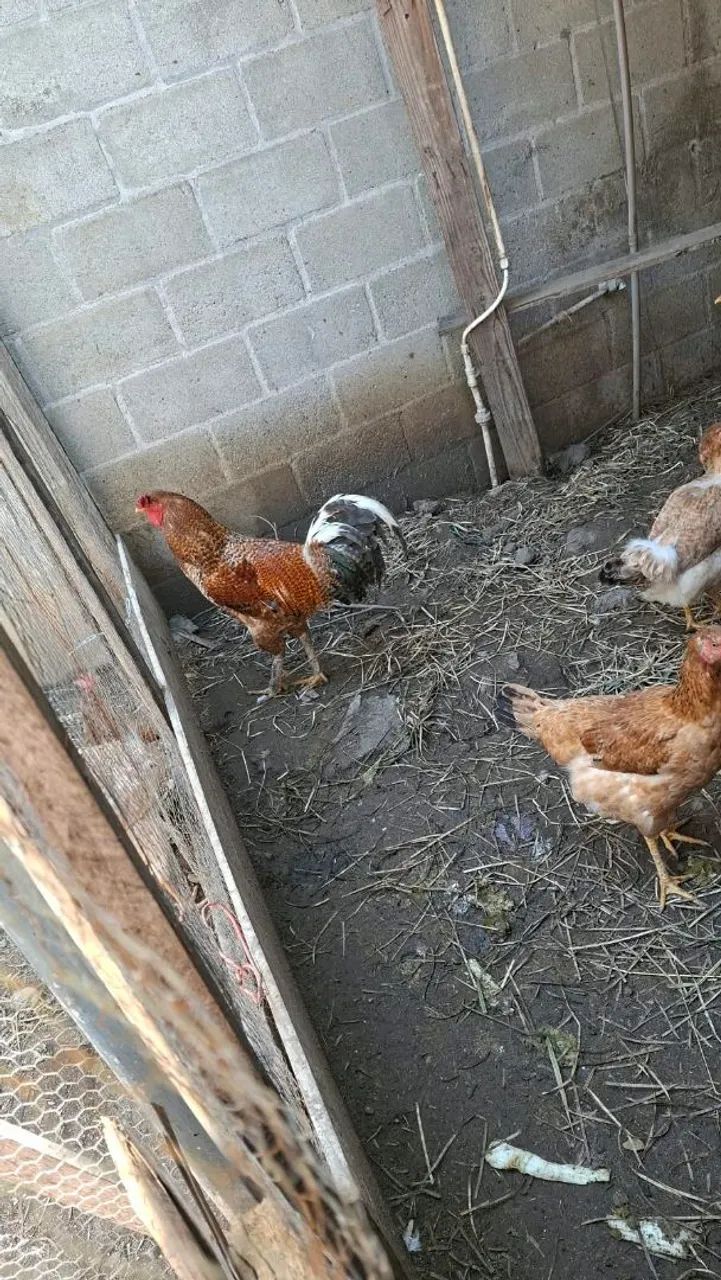 Galo e galinhas - Foto 4