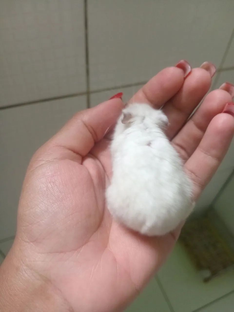 Hamster russo anão 