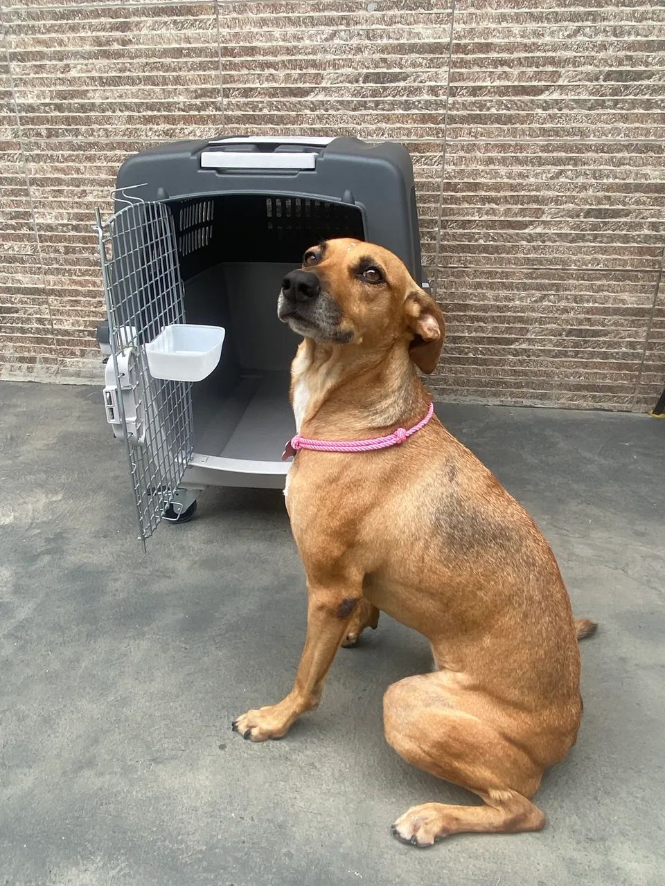 Caixa de transporte para Pet - Foto 3