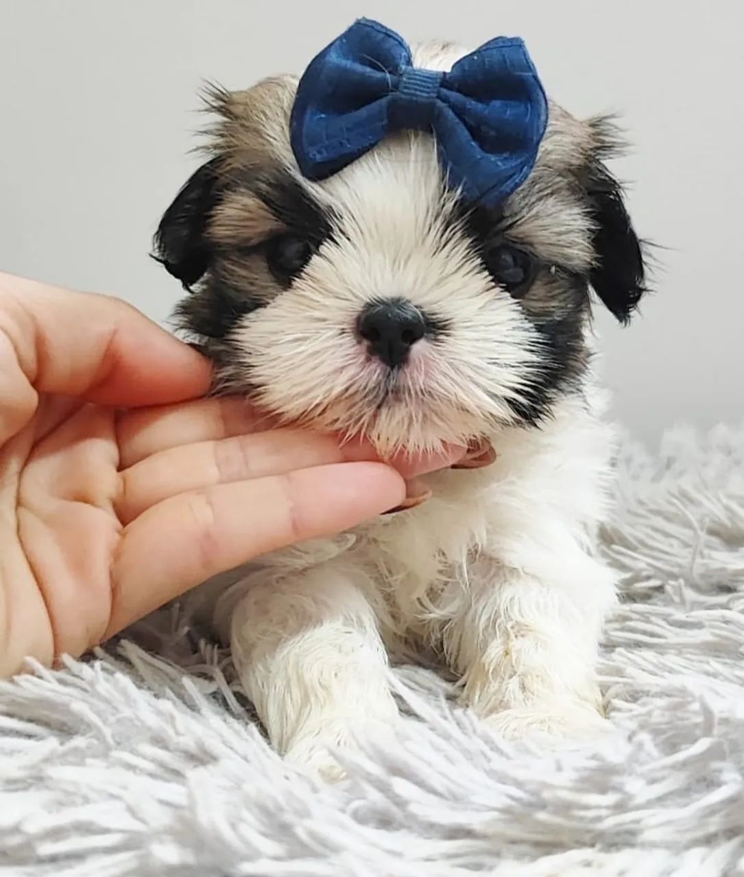 Shih Tzu Filhote - Muito Fofo - Foto 2