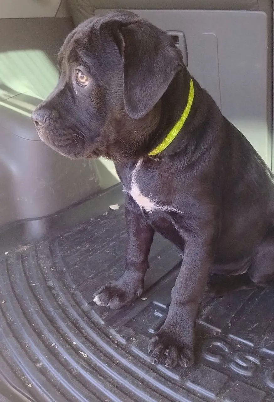 Cane Corso fêmea  - Foto 2